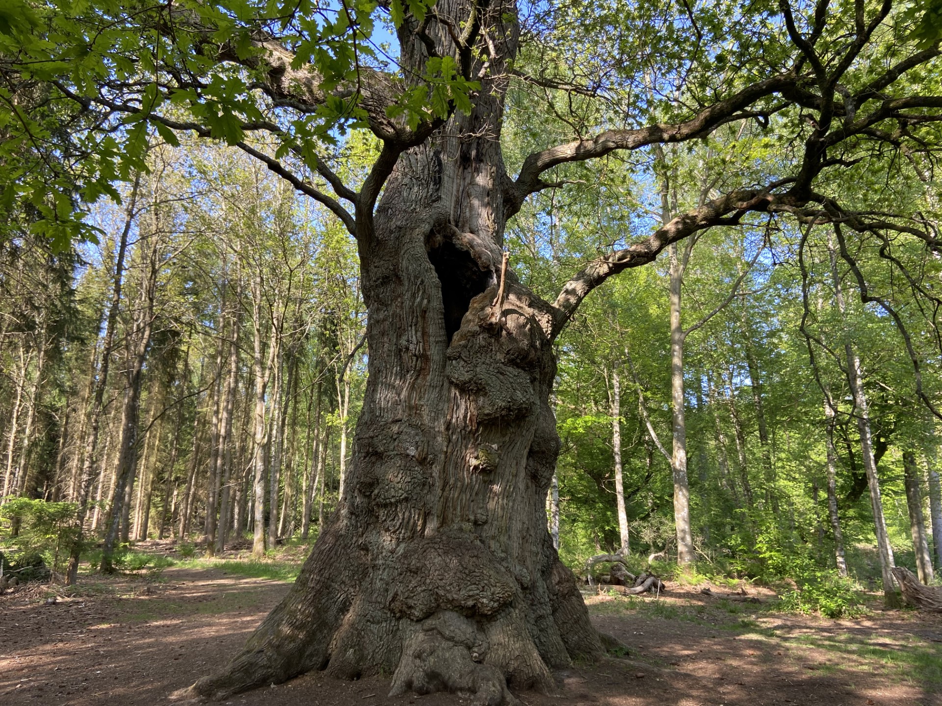 Skrædderen