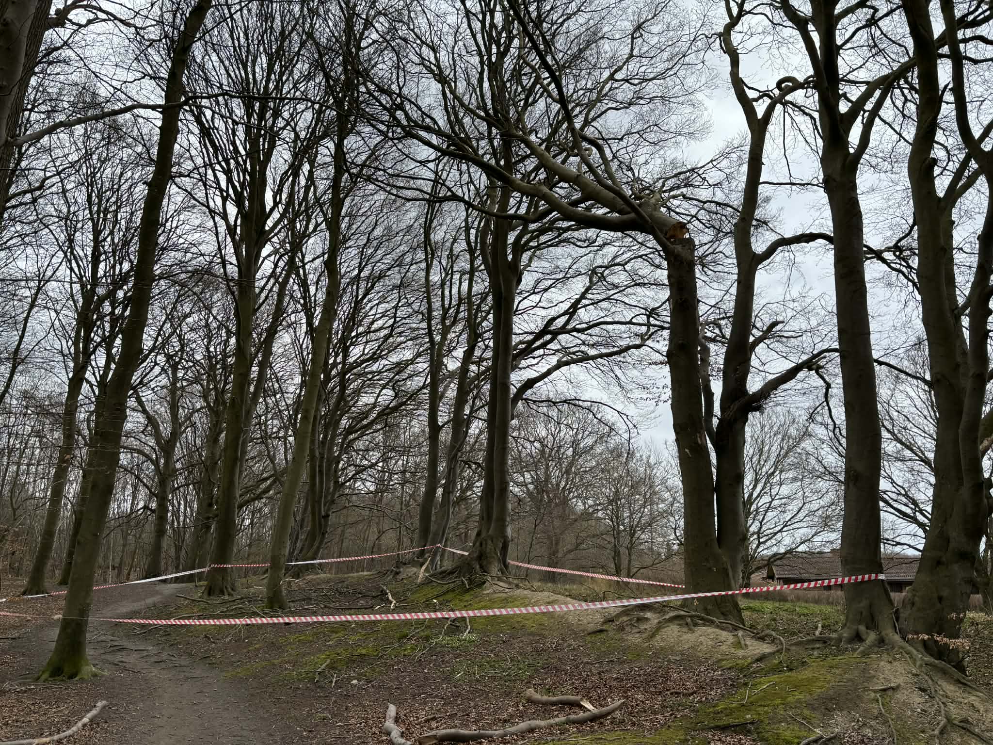 Denne gren fik i fredags Naturstyrelsen til et afspærre et lille område i Hundeskoven.