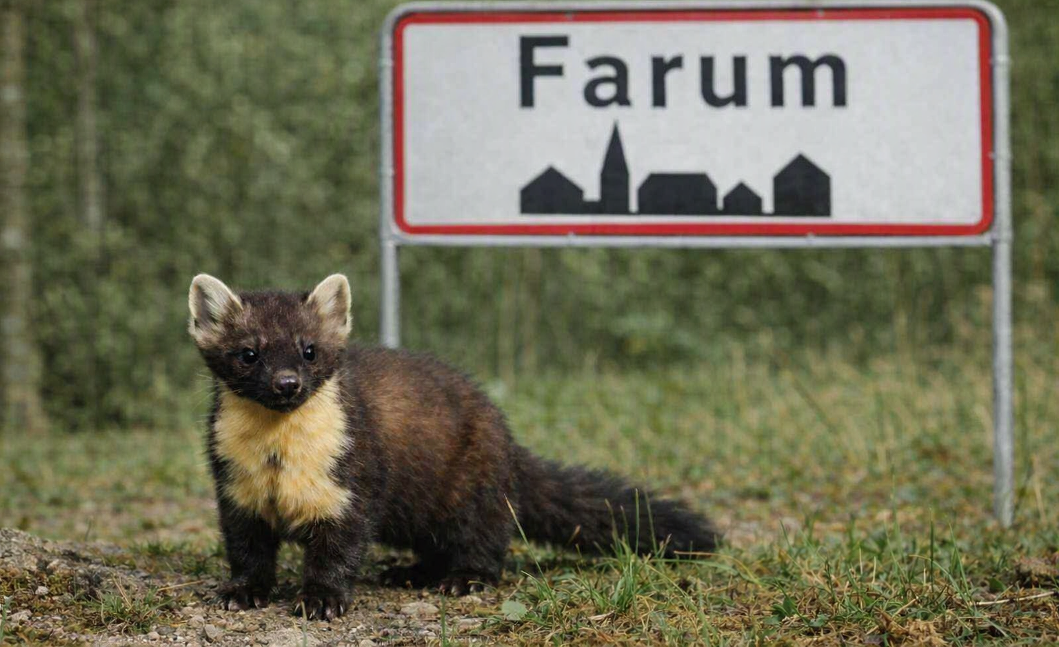 For første gang er der observeret en skovmær i Farum - tæt på Nattergalelunden. Foto: AI.