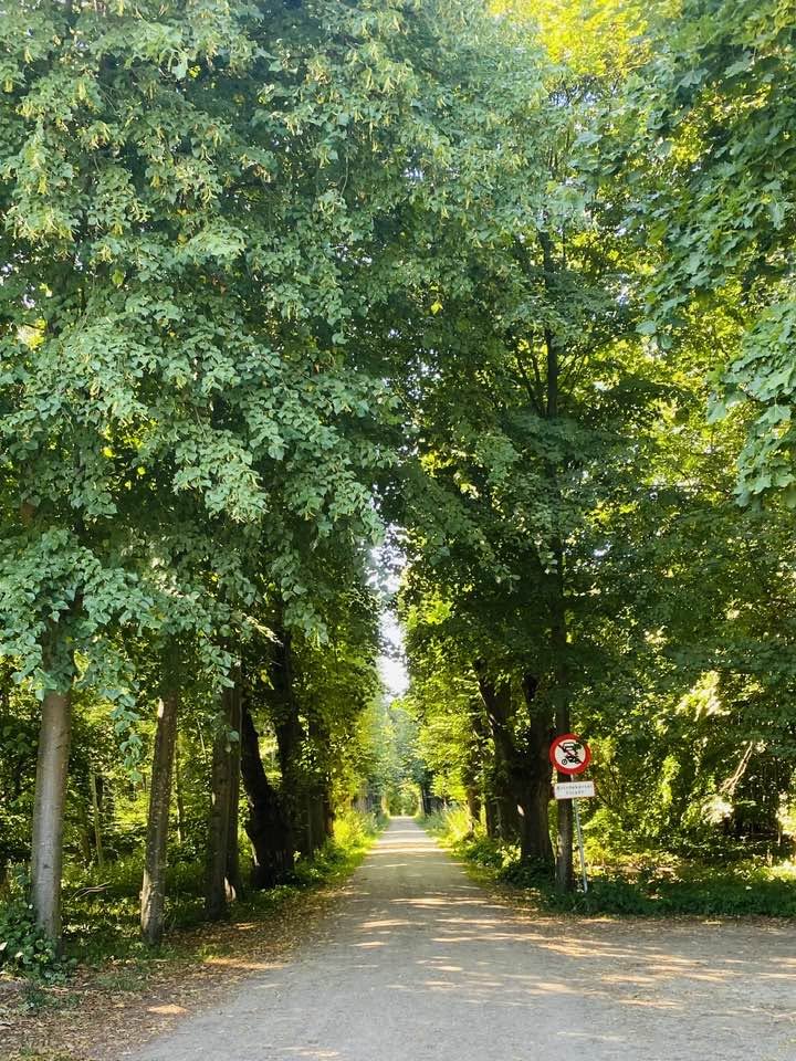 Farumgårds Allé kan fortsat opleves på stykket fra Fredtofteparken op til asfaltvejen Farumgårds Allé. Foto: Lene Bang.