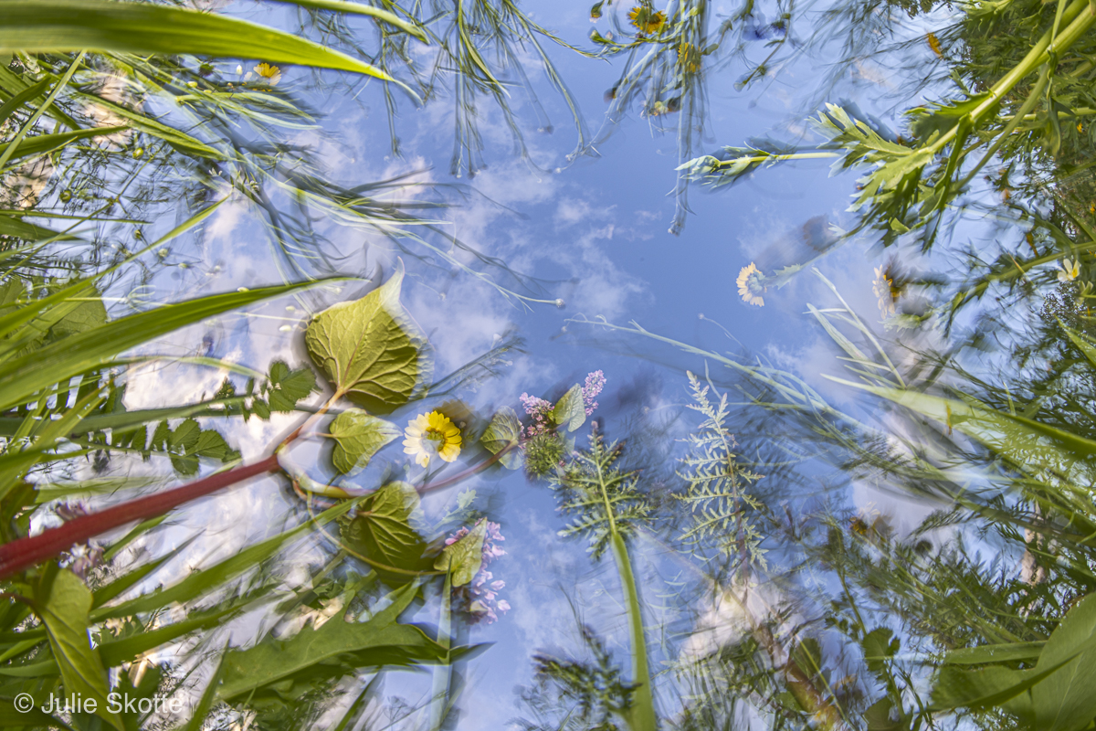 Trevangsmarkens smukke blomstermark er motivet på dette foto fra sidste år. Foto: Julie Skotte.