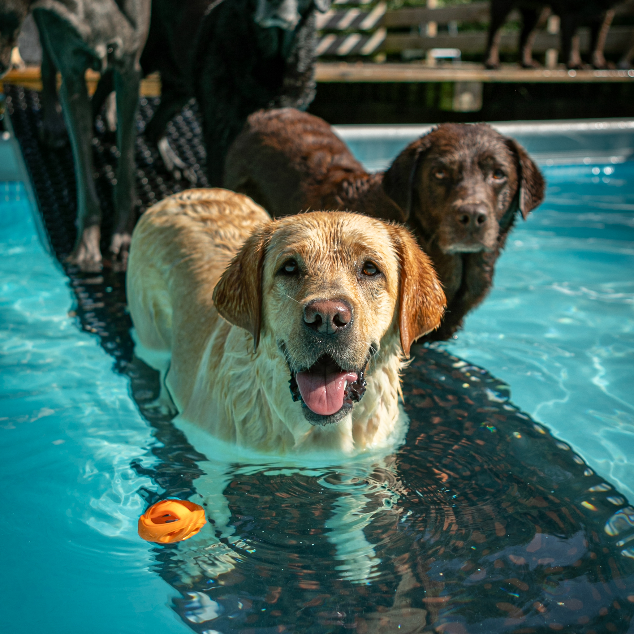 Vi passer hund har en hundepool i haven. Foto: Rolf Flor.