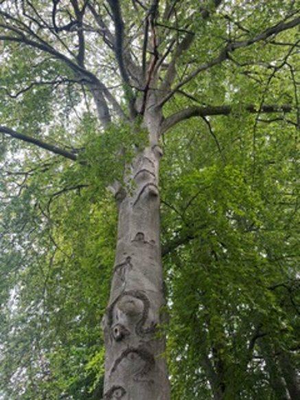 Det syge træ står i en gruppe af træer på Poppel Allé. Foto: Furesø Kommune.